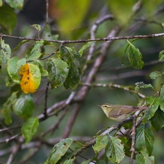 Phylloscopus nitidus