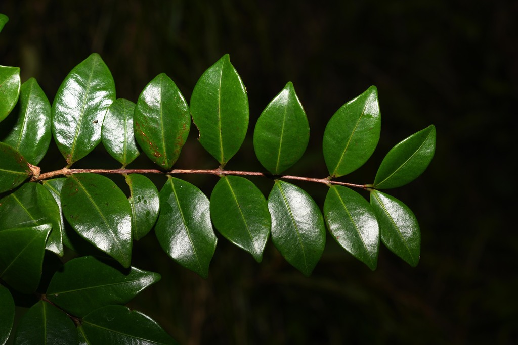 Siphoneugena dussii