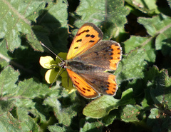 Lycaena phlaeas