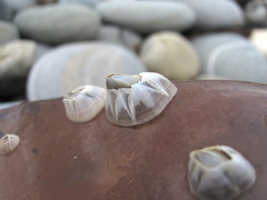 Amphibalanus improvisus