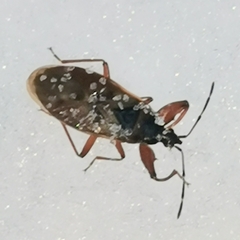 Gastrodes abietum