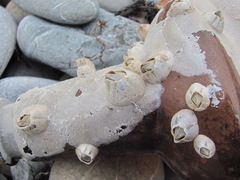 Amphibalanus improvisus