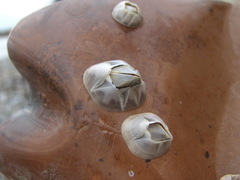 Amphibalanus improvisus