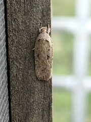 Agonopterix scopariella