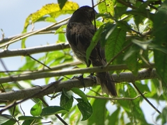 Molothrus bonariensis