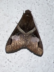 Melipotis fasciolaris