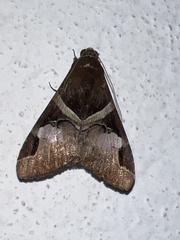 Melipotis fasciolaris
