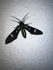 Leucotmemis nexa