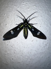 Leucotmemis nexa