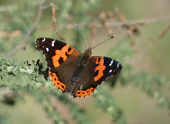 Vanessa vulcania