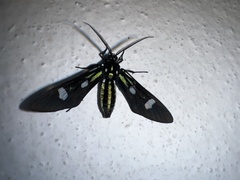 Leucotmemis nexa