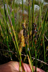 Elegia aggregata
