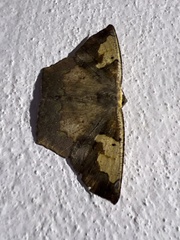 Paragonia cruraria