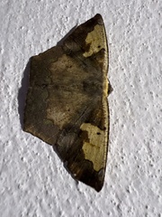 Paragonia cruraria