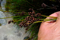 Elegia aggregata
