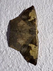 Paragonia cruraria