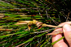 Elegia aggregata