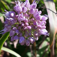Allium spirale