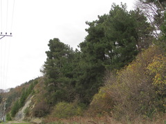Pinus brutia