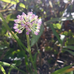 Allium spirale