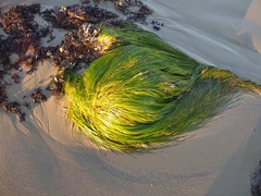 Phyllospadix torreyi