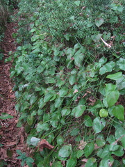 Epimedium pinnatum