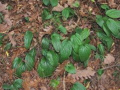 Omphalodes cappadocica