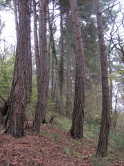 Pinus brutia