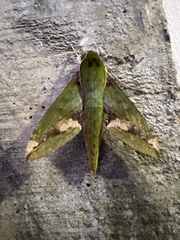 Xylophanes chiron