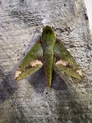 Xylophanes chiron