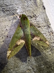 Xylophanes chiron
