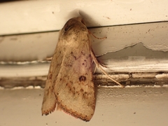 Australothis rubrescens