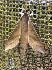 Xylophanes porcus