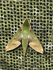 Xylophanes chiron