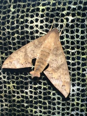 Pachylioides resumens