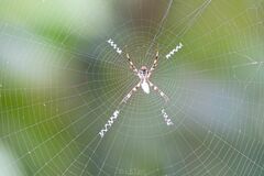 Argiope versicolor