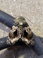 Drobeta