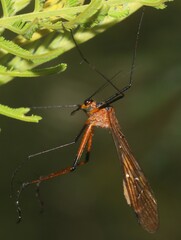 Bittacidae