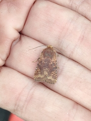 Conistra staudingeri