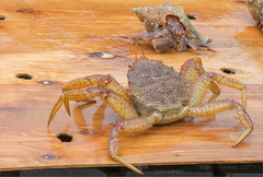 Telmessus cheiragonus