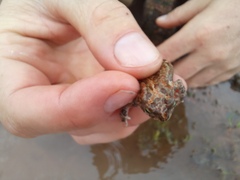 Poyntonophrynus fenoulheti