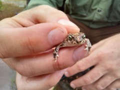 Poyntonophrynus fenoulheti