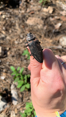 Chalcophora detrita