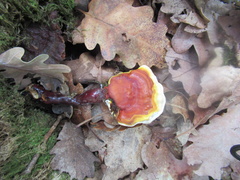 Ganoderma lucidum