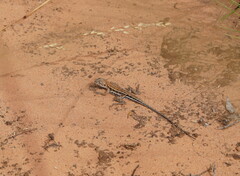 Ctenophorus spinodomus