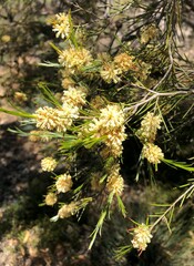 Melaleuca uncinata