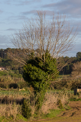 Alnus lusitanica