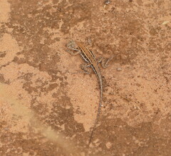 Ctenophorus spinodomus