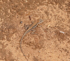 Ctenophorus spinodomus