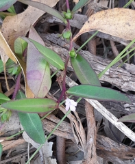Eremophila debilis